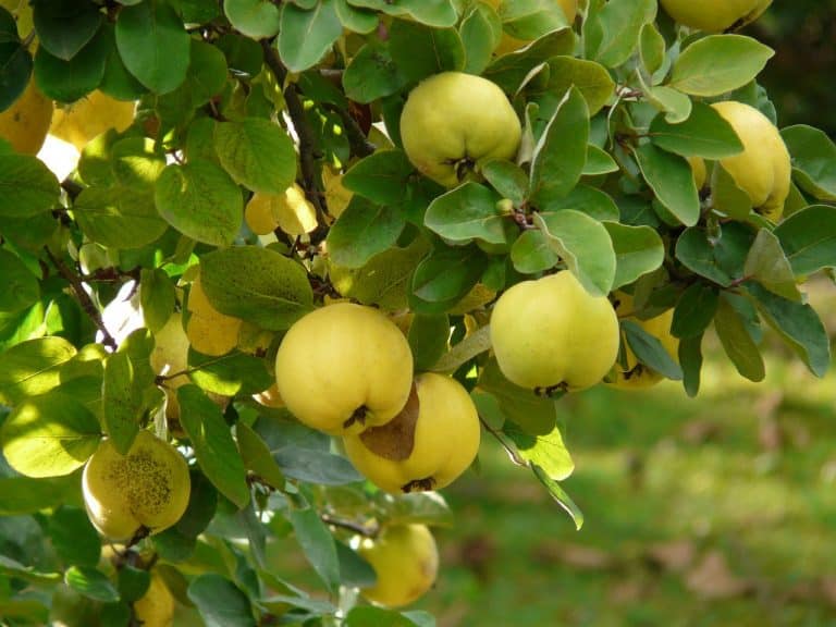 Das Bild zeigt Quitten am Baum und dient als Titelbild für das Thema "Quitten:Rezeote, Vitamine und Ernte".