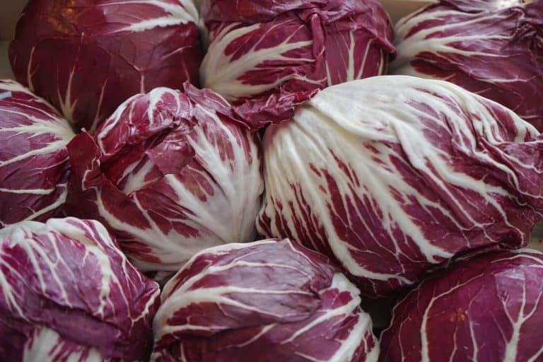 Das Bild zeigt Radicchio und dient als Titelbild für das Thema "Radicchio frisch vom Markt kaufen".